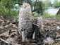 Gyapjas tintagomba (Coprinus comatus), Duna-part